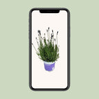 Lavendel Lavandula Hidcote Blue Blau – Ø12 cm, 20 cm hoch