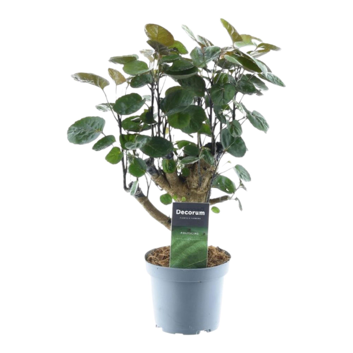 Polyscias Fabian (aralia) – Ø12 cm, 45 cm de haut