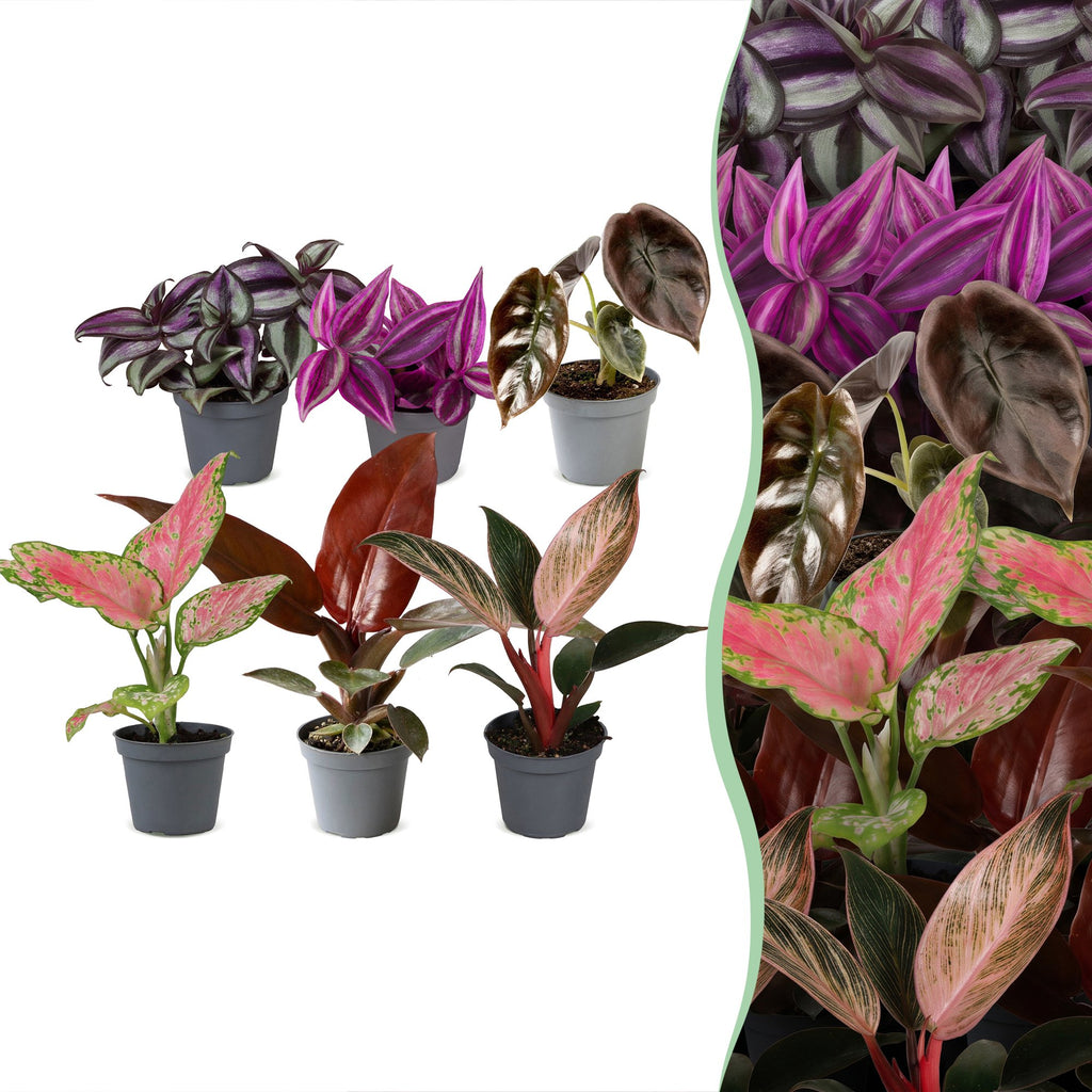 6× jeunes plants Paradise Mix – Ø6 cm, 10–15 cm de haut
