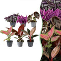 6× jeunes plants Paradise Mix – Ø6 cm, 10–15 cm de haut