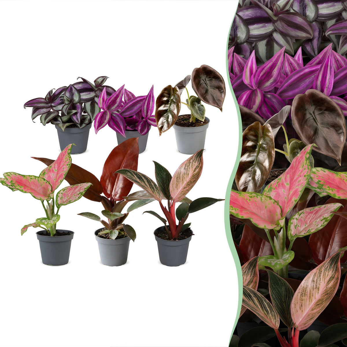 6× jeunes plants Paradise Mix – Ø6 cm, 10–15 cm de haut