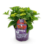 Hydrangea 'Forever & Ever' (Hortensie) – rot – Ø 23 cm, 55 cm hoch