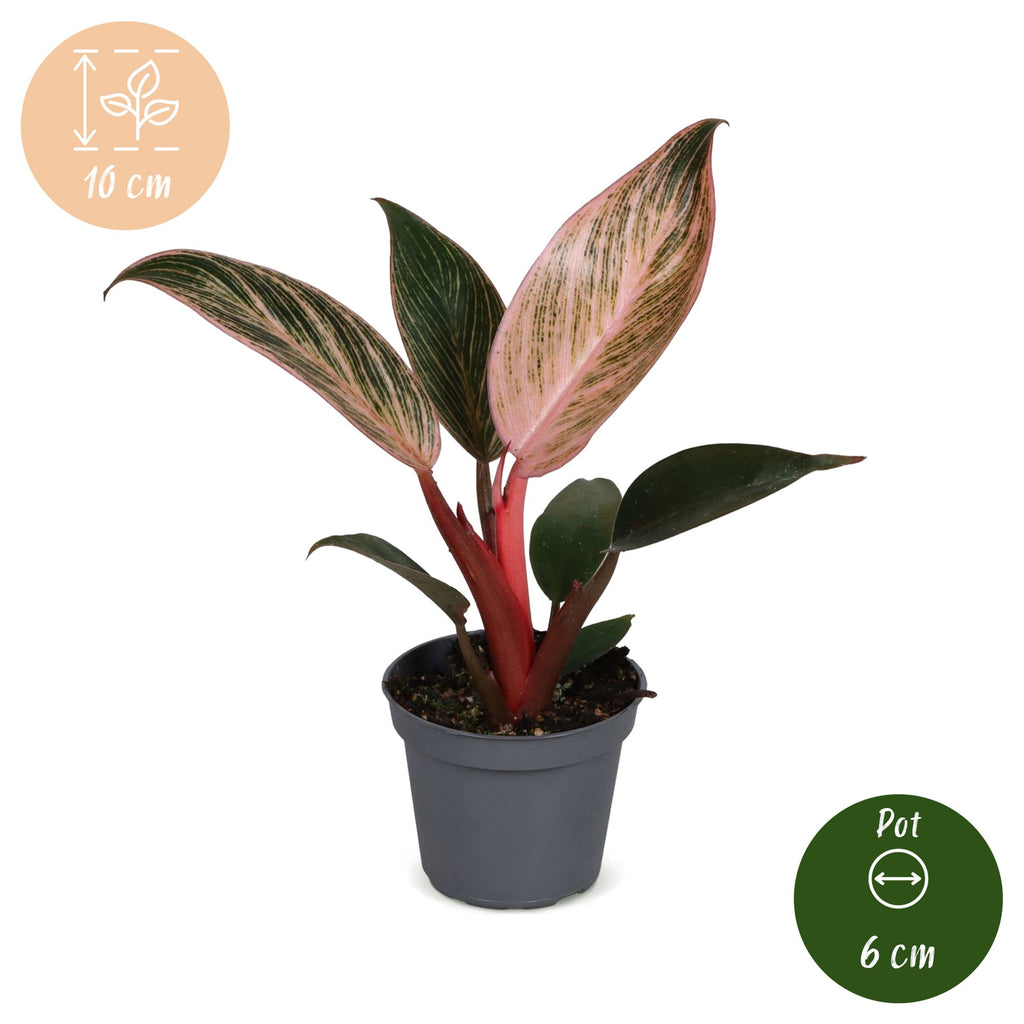 Philodendron Pink Bikini – Ø6 cm, 10 cm de haut