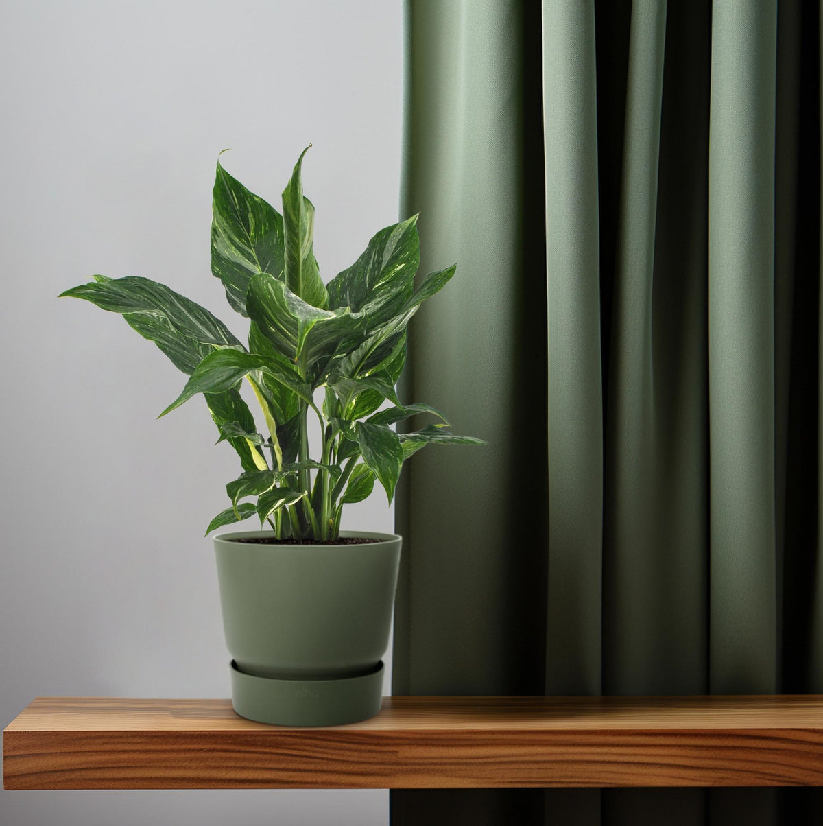 Spathiphyllum Diamond (lepelplant) – Ø12 cm, 40 cm hoog