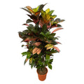 Kroton (Codiaeum) – Ø24 cm, 100 cm hög