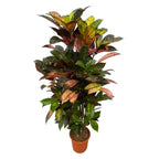 Kroton (Codiaeum) – Ø24 cm, 100 cm hög
