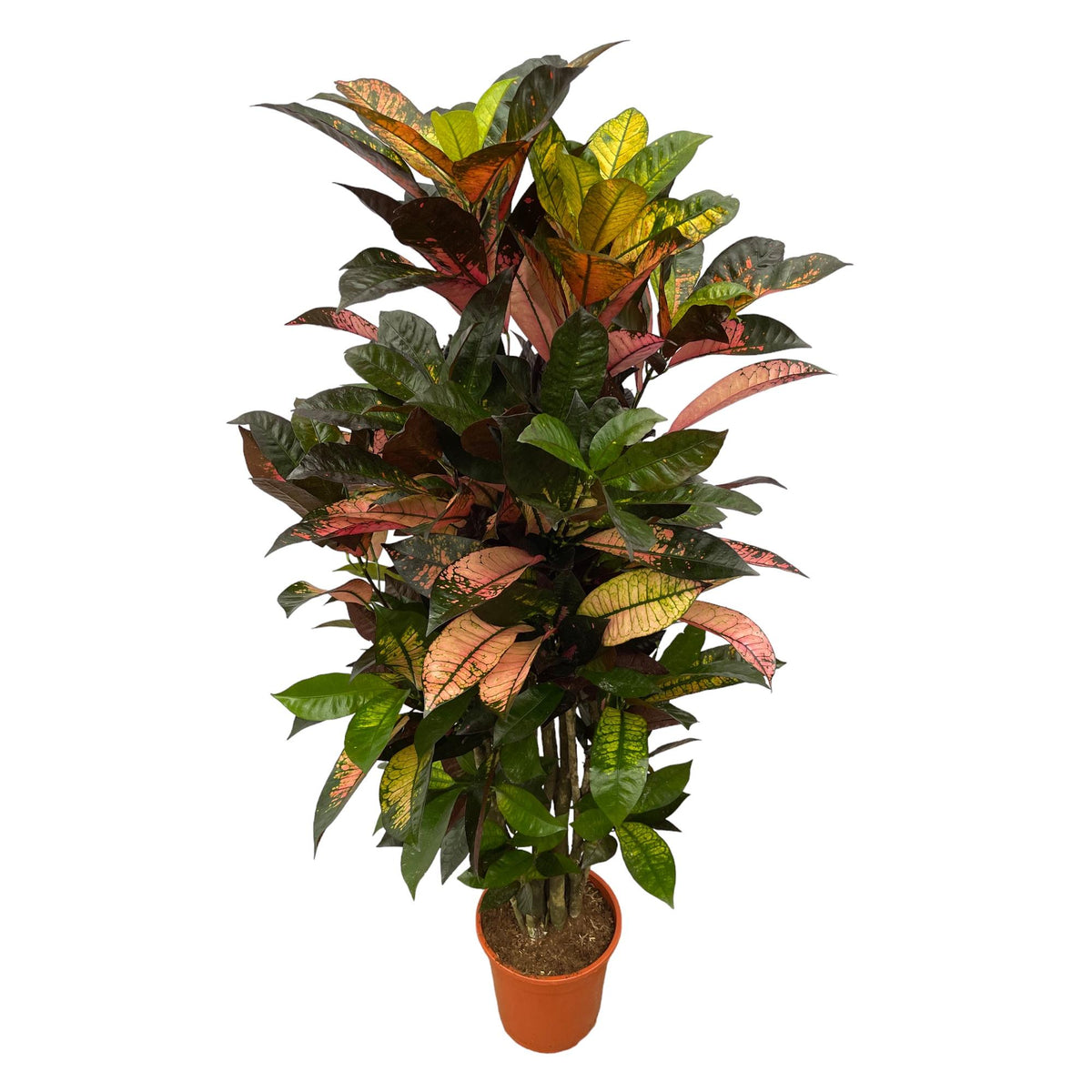 Kroton (Codiaeum) – Ø24 cm, 100 cm hög