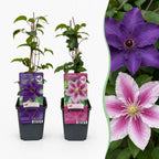 Clematis 'Duo Purple & Pink' (vindrue) – lilla-lyserød-hvid – 12 planter, Ø9 cm, 35 cm høj