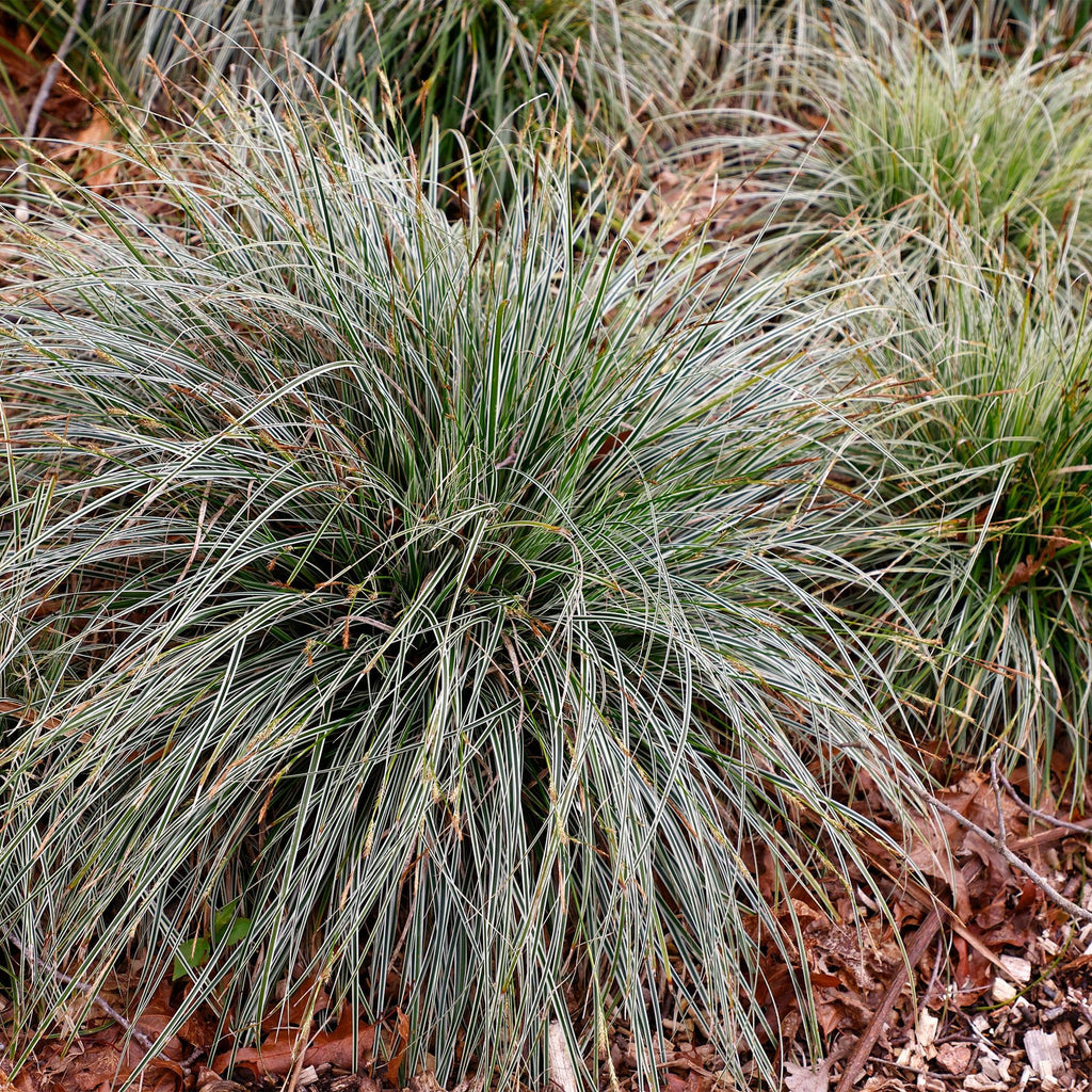 Carex oshimensis 'Everest' (Segge) – Ø 17 cm, 50 cm hoch – Bild 5