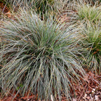Carex oshimensis 'Everest' (Segge) – Ø 17 cm, 50 cm hoch