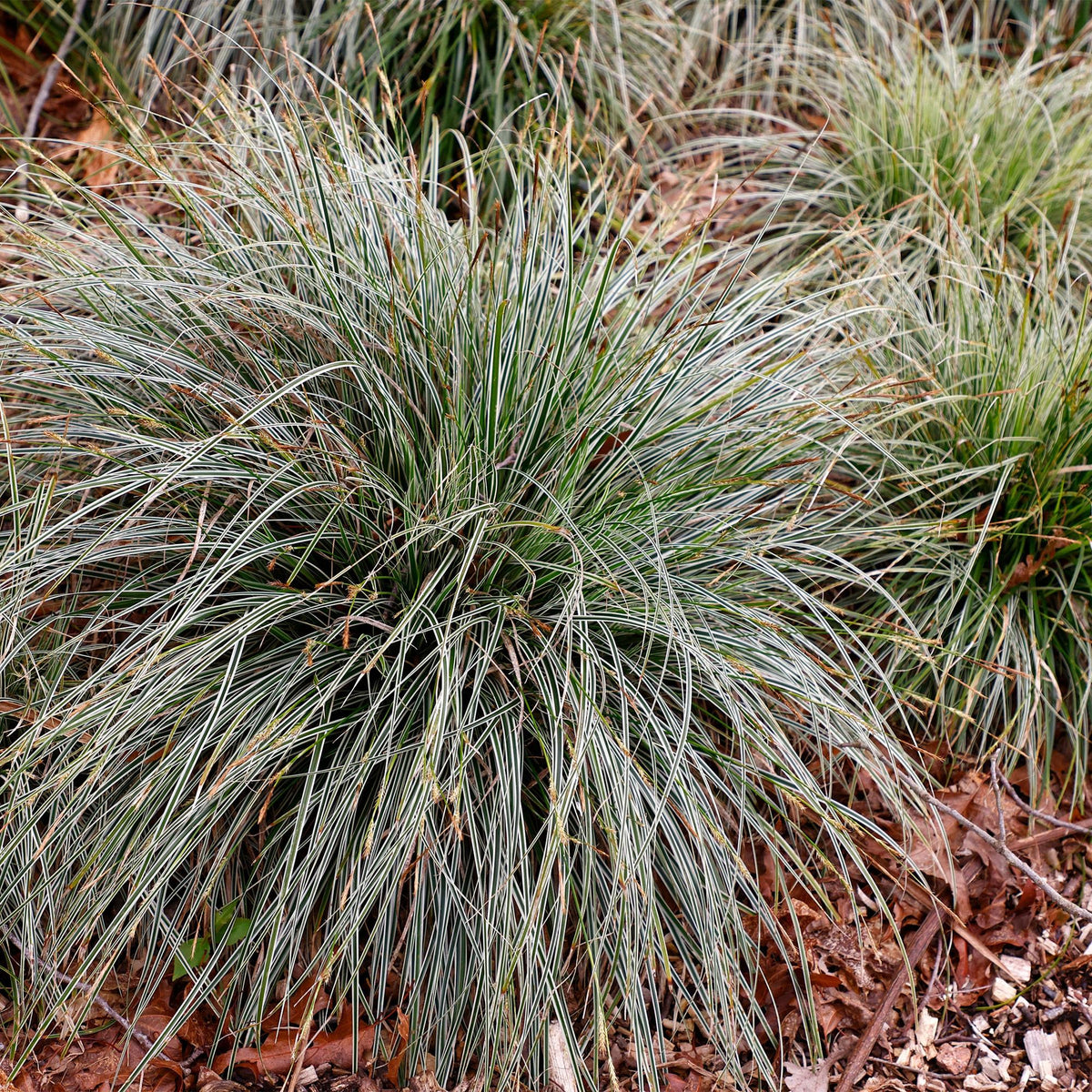 Carex oshimensis 'Everest' (zegge) – Ø17 cm, 50 cm hoog