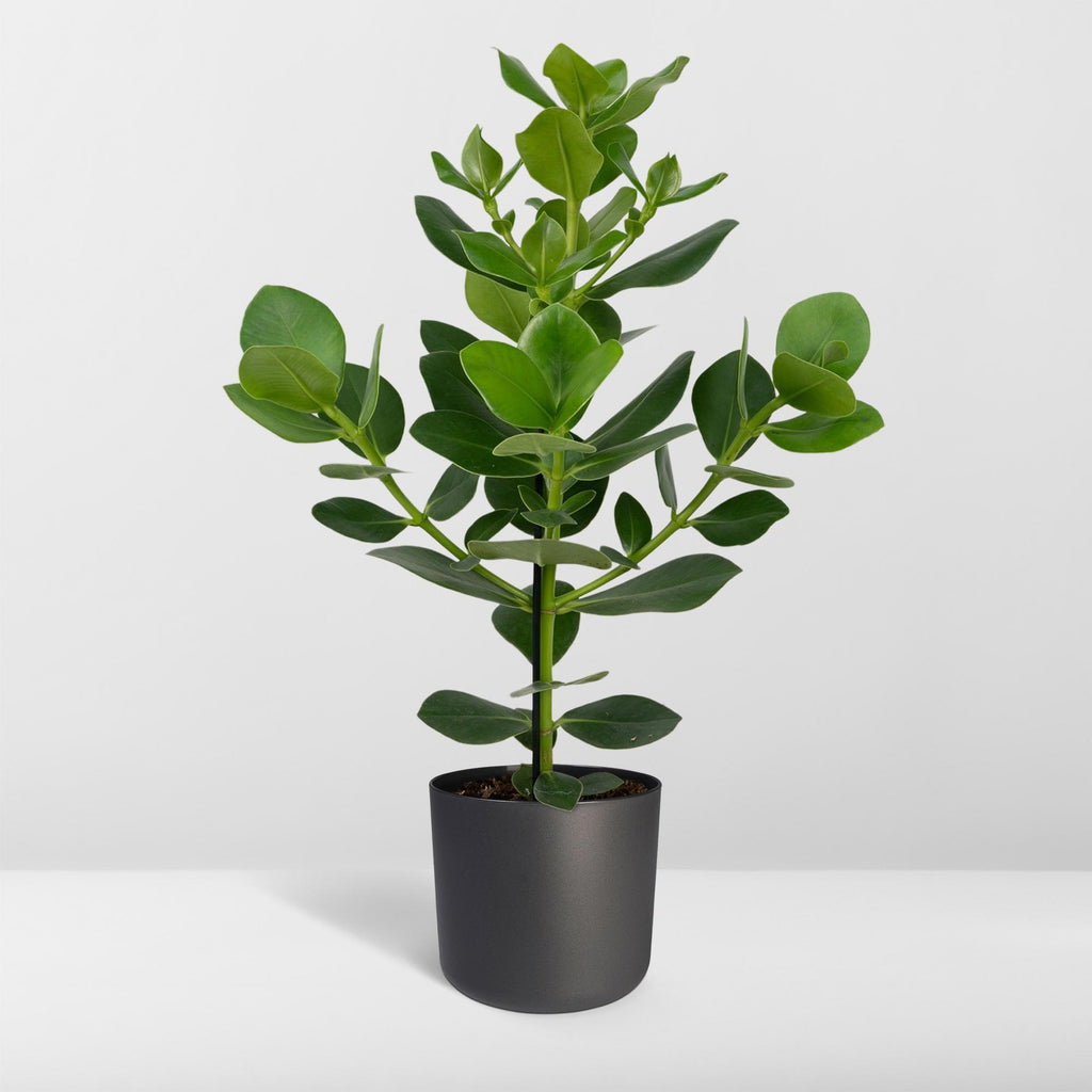Clusia Rosea Princess – Ø17 cm, 60 cm de haut