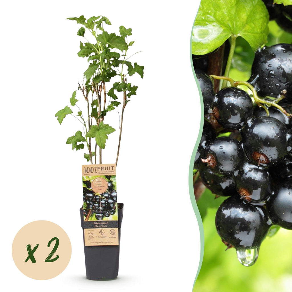 Ribes nigrum 'Ben Nevis' (currant plant) – 2 plants, Ø15 cm, 50 cm high