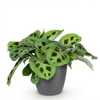Maranta Fascinator Kerchoveana (Gebetsstaude) im grauen Zierschalen-Topf – Ø 12 cm, 25 cm hoch