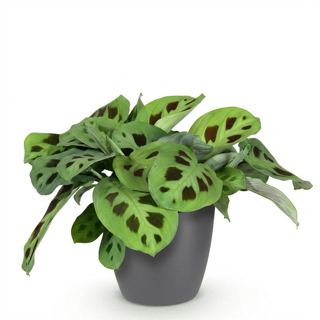 Maranta Fascinator Kerchoveana (Gebetsstaude) im grauen Zierschalen-Topf – Ø 12 cm, 25 cm hoch – Bild 2