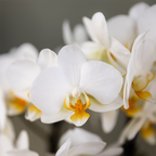 Phalaenopsis 'Lausanne' wit (orchidee) in rode diabolo sierpot – Ø9 cm, 48 cm hoog