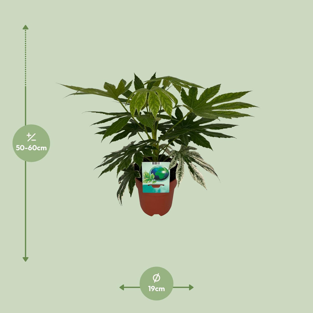 Fatsia Japonica Variegata (plante à doigts) – Ø19 cm, 60 cm de haut