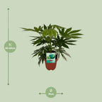 Fatsia Japonica Variegata (plante à doigts) – Ø19 cm, 60 cm de haut