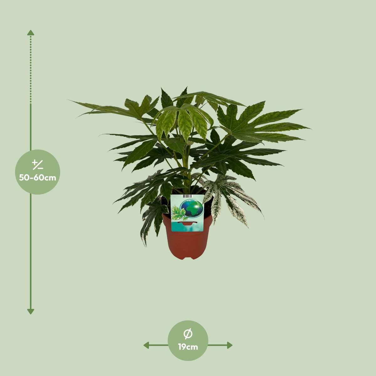 Fatsia Japonica Variegata (vingerplant) – Ø19 cm, 60 cm hoog