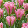 Tulp 'Striped Crown' – 96 bloembollen (bolmaat 11/12)