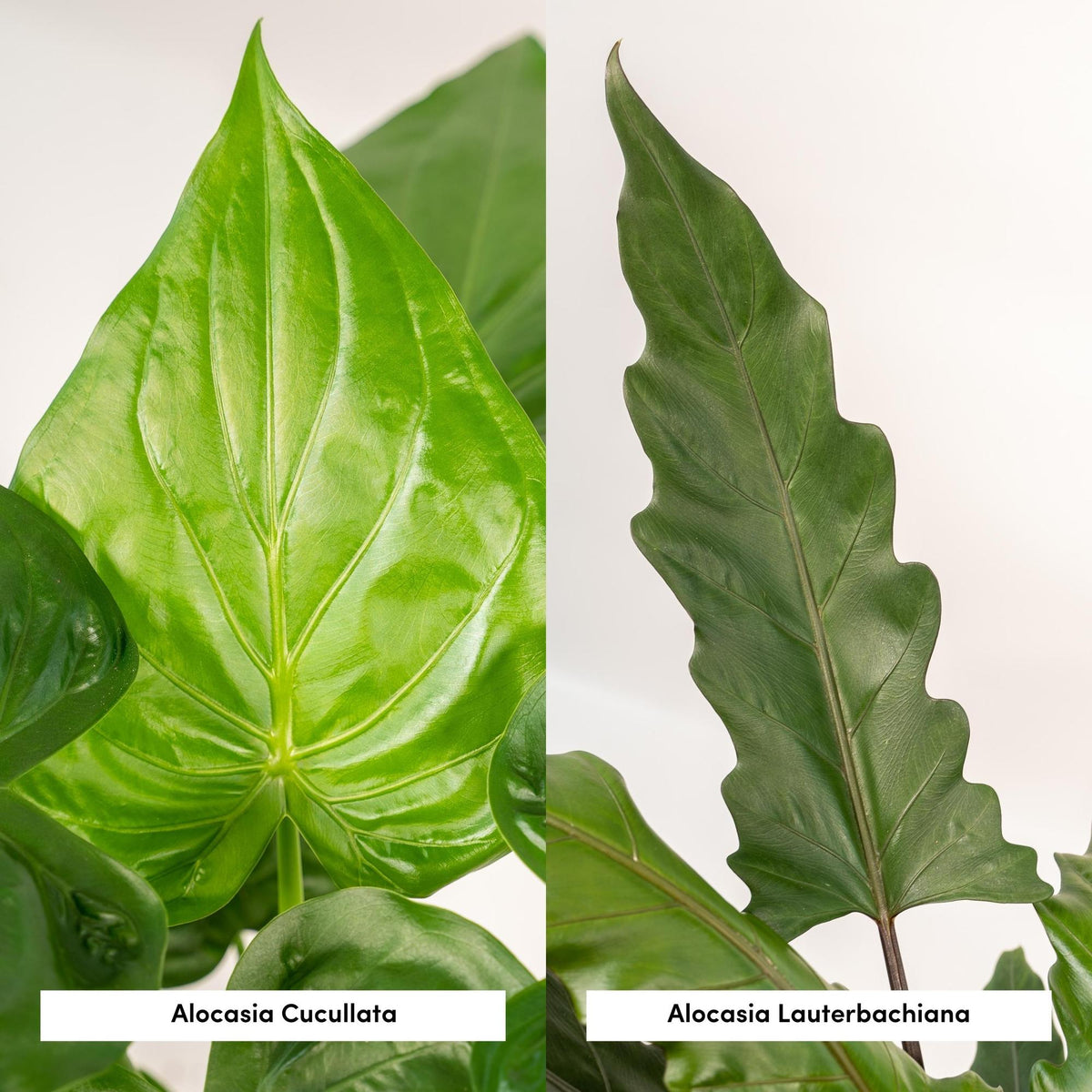 Alocasia Lauterbachiana (oreille d'éléphant) – Ø19 cm, 60 cm de haut
