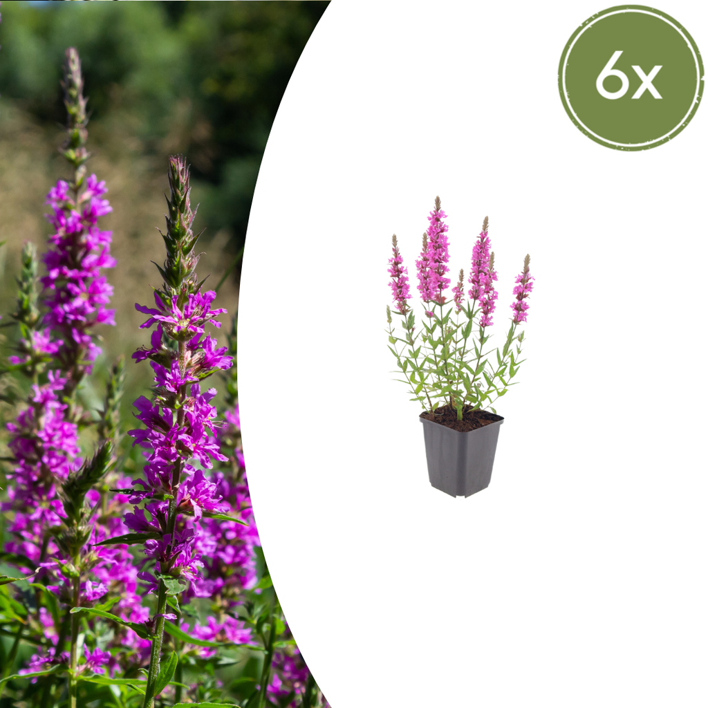 Lythrum salicaria (Blutweiderich) – 6 Pflanzen, Ø9 cm, 10–25 cm hoch