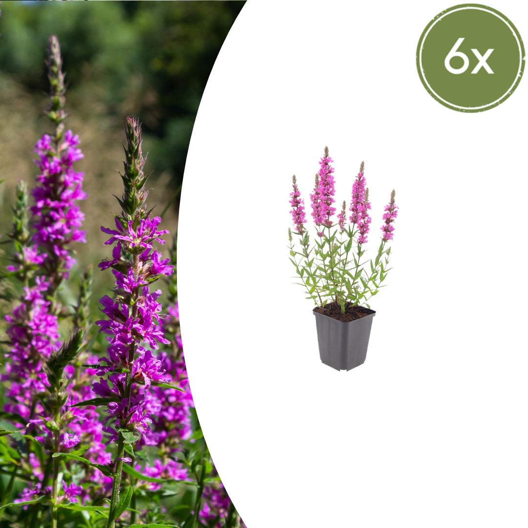 Lythrum salicaria (Blutweiderich) – 6 Pflanzen, Ø9 cm, 10–25 cm hoch