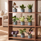 9× overraskelsesæske med stueplanter inkl. Linnea Misty Blue – Ø6 cm, 5–15 cm høj
