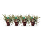 Carex oshimensis 'Everest' (sedge) – 4 plants, Ø17 cm, 50 cm high