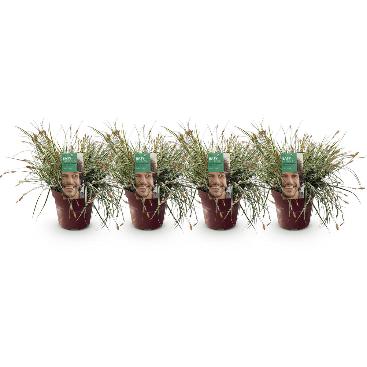 Carex oshimensis 'Everest' (zegge) – 4 planten, Ø17 cm, 50 cm hoog