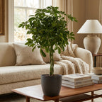 Schefflera Arab Nora (Bogenhanf) im grauen Tontopf – Ø 21 cm, 70 cm hoch