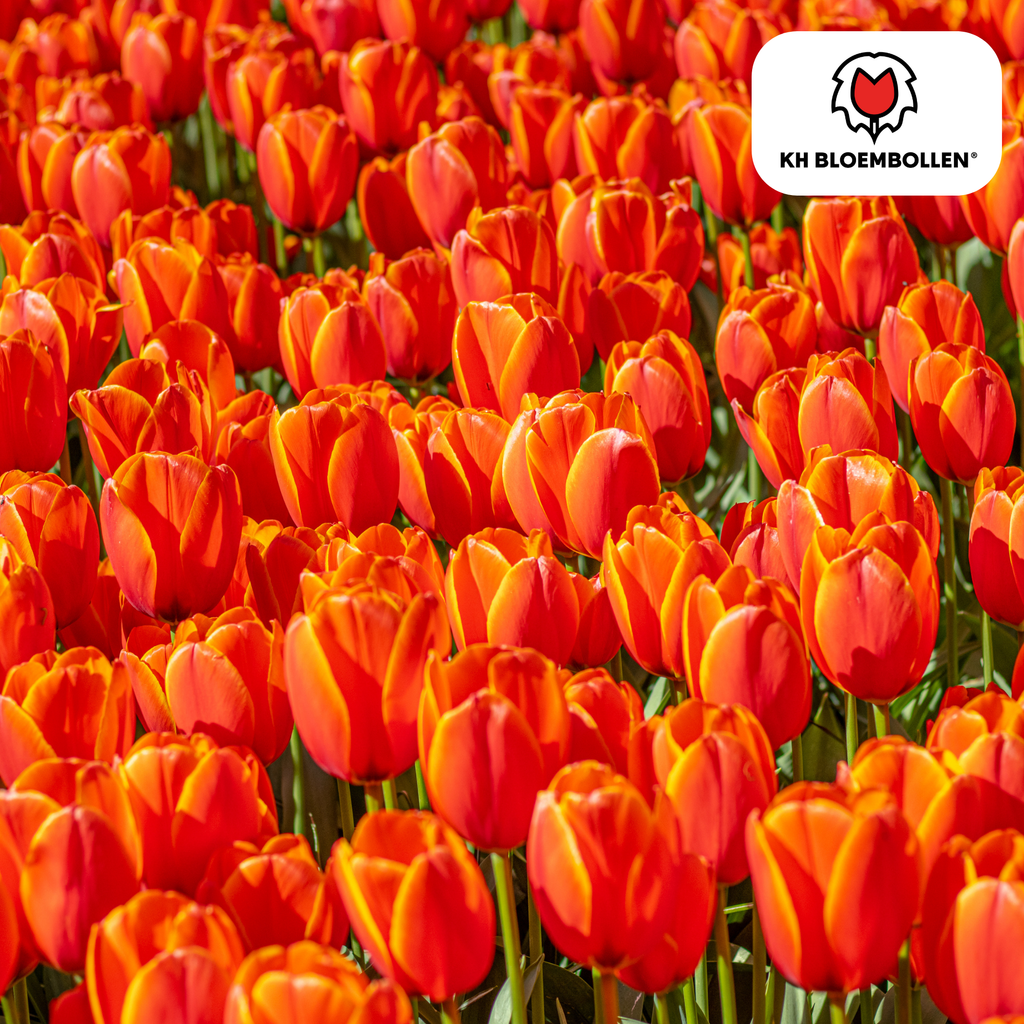Tulp 'Dafeng' – 20 bloembollen (bolmaat 11/12)