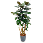 Polyscias Fabian (aralia) – Ø24 cm, 90 cm de haut