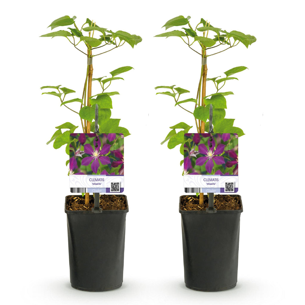 Clematis 'Mikelite' (Waldrebe) – violett – 2 Pflanzen, Ø 11 cm, 40 cm hoch