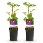 Clematis 'Mikelite' (Waldrebe) – violett – 2 Pflanzen, Ø 11 cm, 40 cm hoch
