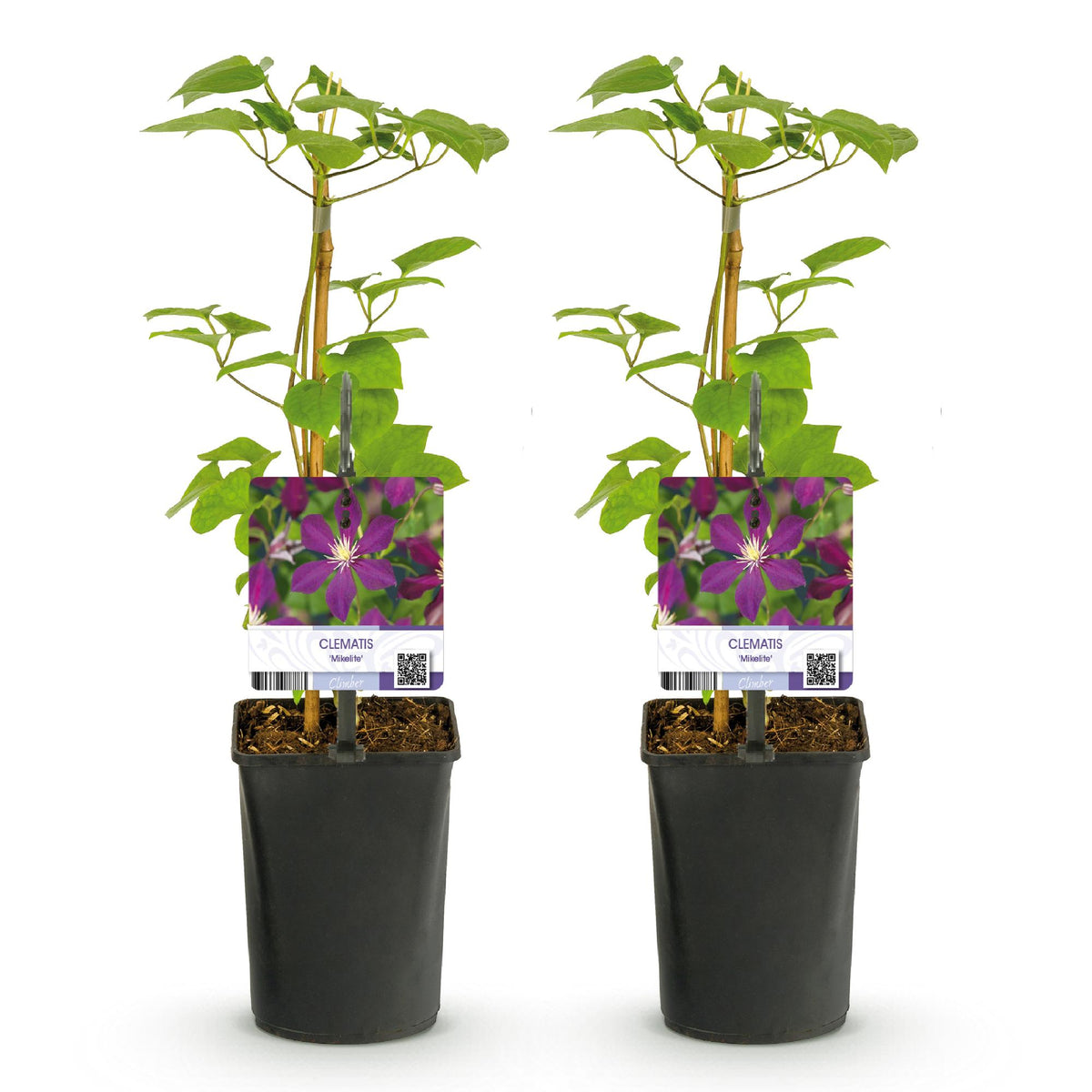 Clematis 'Mikelite' (bosrank) – paars – 2 planten, Ø11 cm, 40 cm hoog