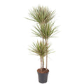 Dracaena Bicolor (dragebreg) – Ø24 cm, 150 cm høj