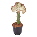 Euphorbia lactea Cristata rot – Ø 12 cm, 35 cm hoch