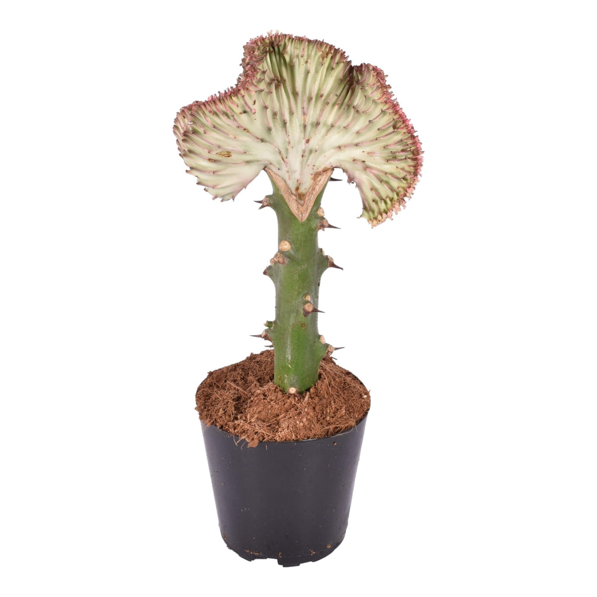 Euphorbia lactea Cristata rood – Ø12 cm, 35 cm hoog