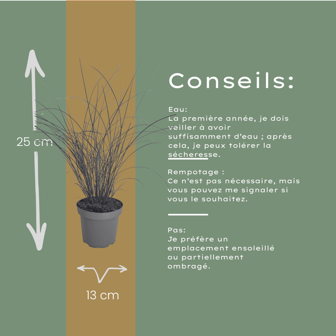 Miscanthus sinensis 'Gracillimus' (Zierreisigras) – 6 Pflanzen, Ø12 cm – Bild 8