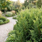 Cupressocyparis leylandii – 16 planten, Ø9 cm, 30–40 cm hoog