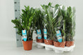 Zamioculcas zamiifolia (plante ZZ) – Ø 14 cm, 55 cm de haut – art. 16402