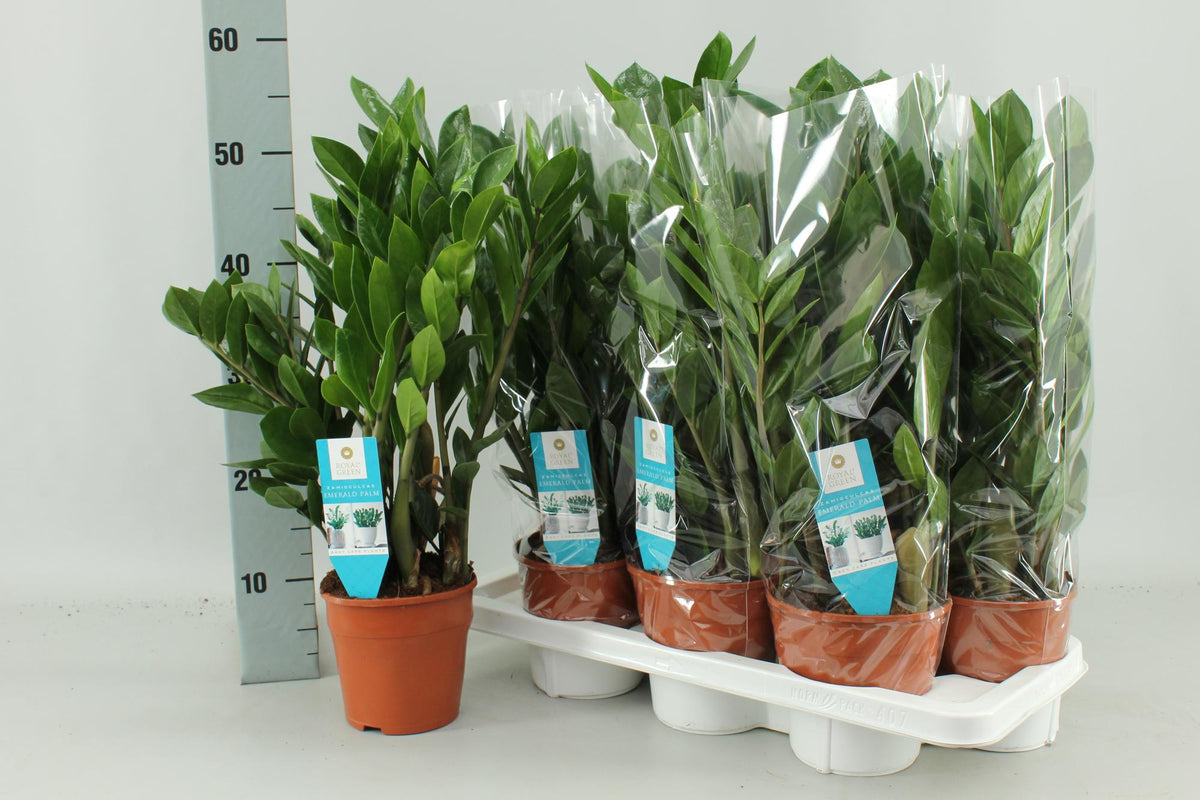 Zamioculcas zamiifolia (zz-plant) – Ø14 cm, 55 cm hoog – art. 16402