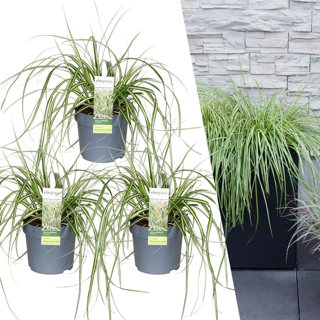 Carex hachijoensis 'Evergold' (Japanese sedge) – 3 plants, Ø14 cm, 25 cm high