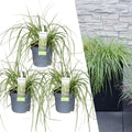 Carex hachijoensis 'Evergold' (Japanese sedge) – 3 plants, Ø14 cm, 25 cm high