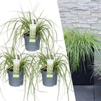 Carex hachijoensis 'Evergold' (Japanese sedge) – 3 plants, Ø14 cm, 25 cm high