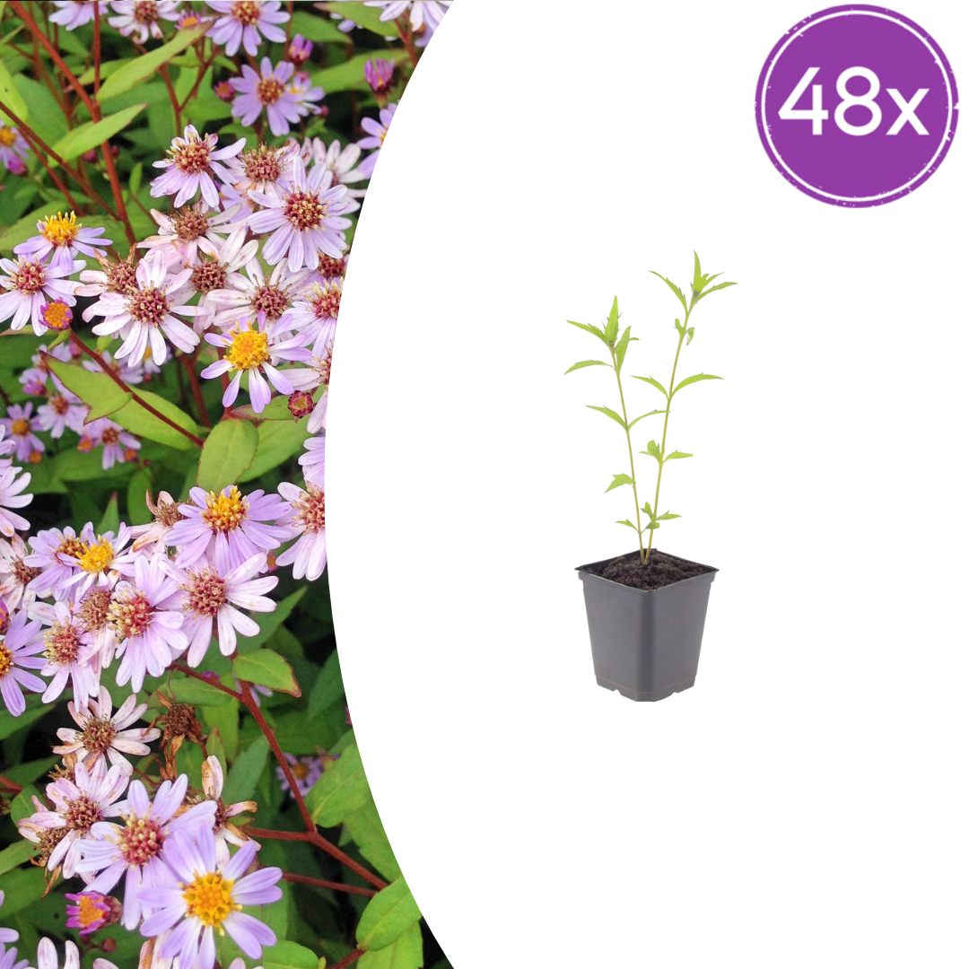 Kalimeris incisa 'Blue Star' (Japanse aster) – 48 planten, Ø9 cm, 10–25 cm hoog