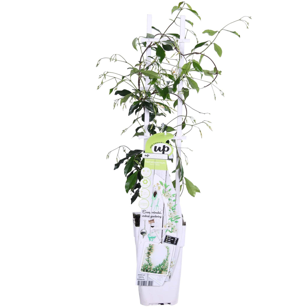 Trachelospermum 'Star Of Venice' (Tuscan jasmine) – Ø15 cm, 65 cm high