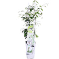 Trachelospermum 'Star Of Venice' (Tuscan jasmine) – Ø15 cm, 65 cm high