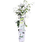 Trachelospermum 'Star Of Venice' (Tuscan jasmine) – Ø15 cm, 65 cm high
